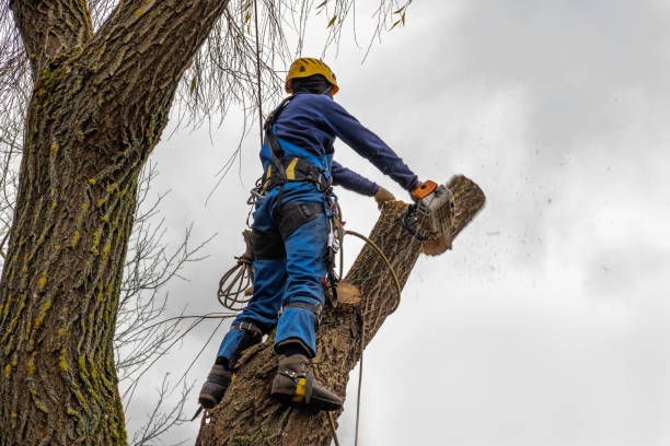  Eagar, AZ Tree Service Pros